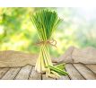 CITRONELLA INSECTOFF | parfémová esence do aromalamp & difuzérů | přírodní svěžest citronelly