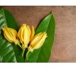 55 ml votivní sójová eko-svíce, YLANG YLANG, PARFUMIA