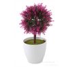 fuchsiový