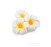 3ks dekorativní květ, plumeria alba
