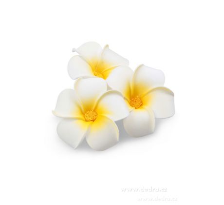 3ks dekorativní květ, plumeria alba