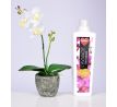 ORCHIDEA, v květináči, bílá