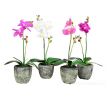 ORCHIDEA, v květináči, bílá