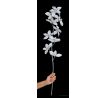 Květy ledové orchideje, délka cca 90 cm