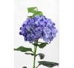 Hortenzie modrá, výška 88 cm
