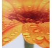 Sada 3 obrazů, ORANGE FLOWER