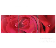 Sada 3 obrazů, každý 60x60 cm, ROSE