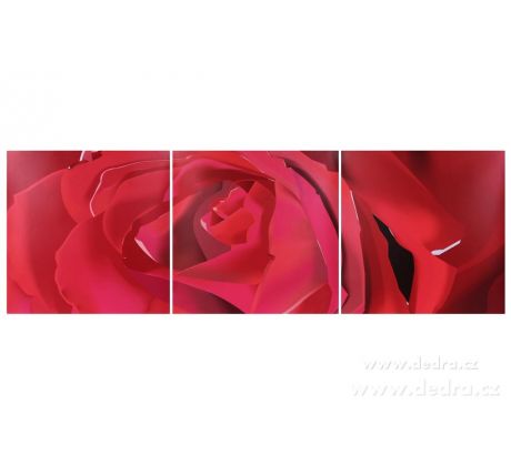 Sada 3 obrazů, každý 60x60 cm, ROSE